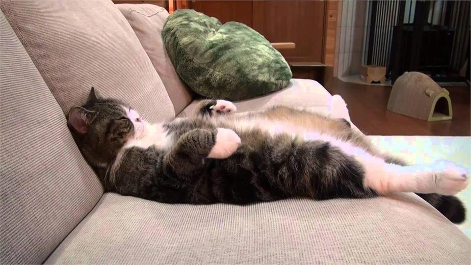 Tư vấn chọn mua sofa cho nhà nuôi mèo phù hợp nhất