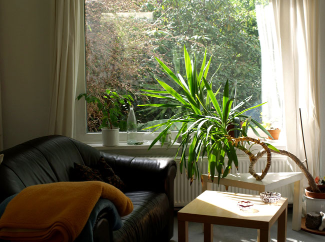 Cây xanh góp phần giúp không gia sống trong căn nhà của bạn cảm thấy trong lành, đầy sức sống