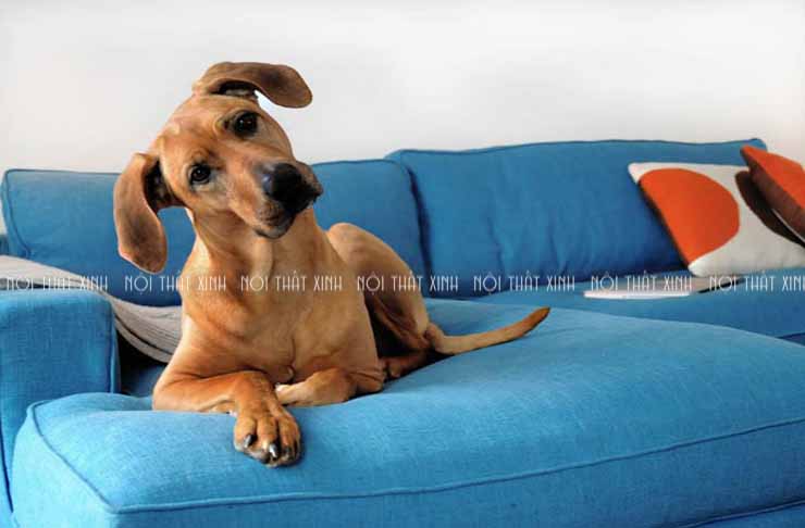 Chọn ghế sofa phòng khách khi nhà nuôi thú cưng?