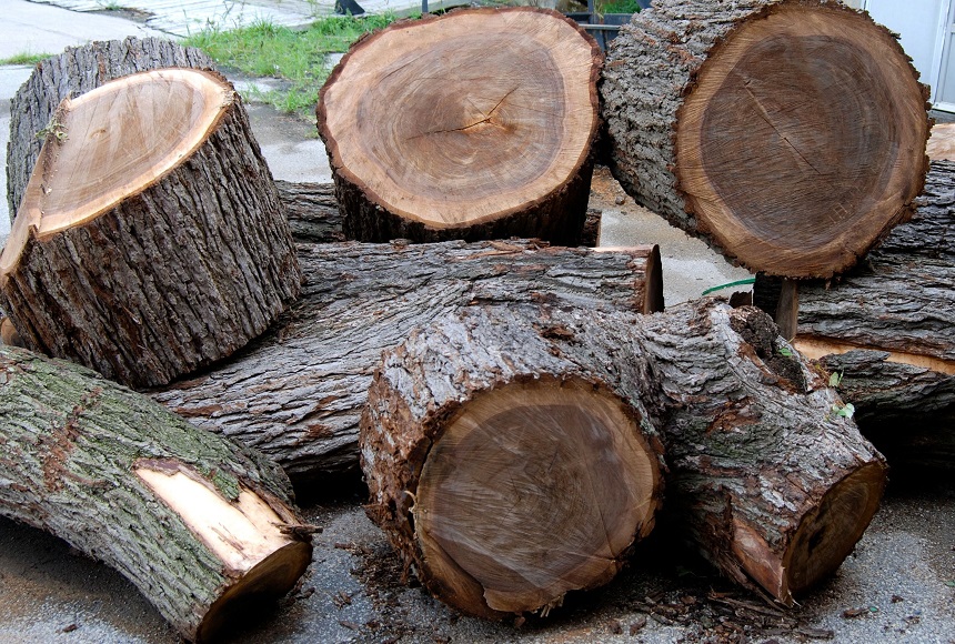 Có các loại gỗ làm nội thất nào trên thị trường?